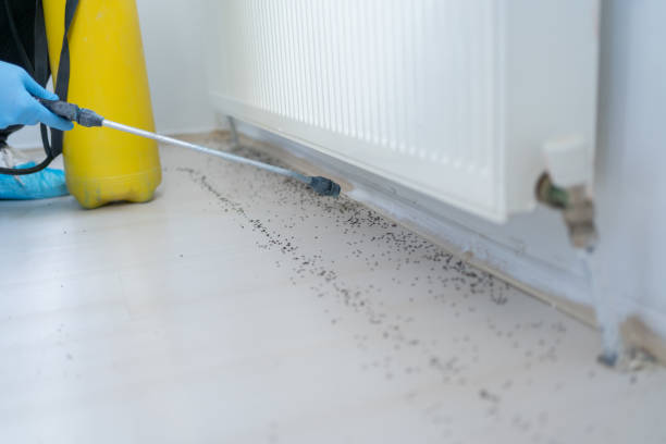 Best Mosquito Control Services  in Edgemoor, DE